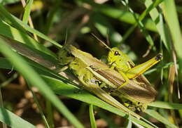 Image of Large marsh grasshopper