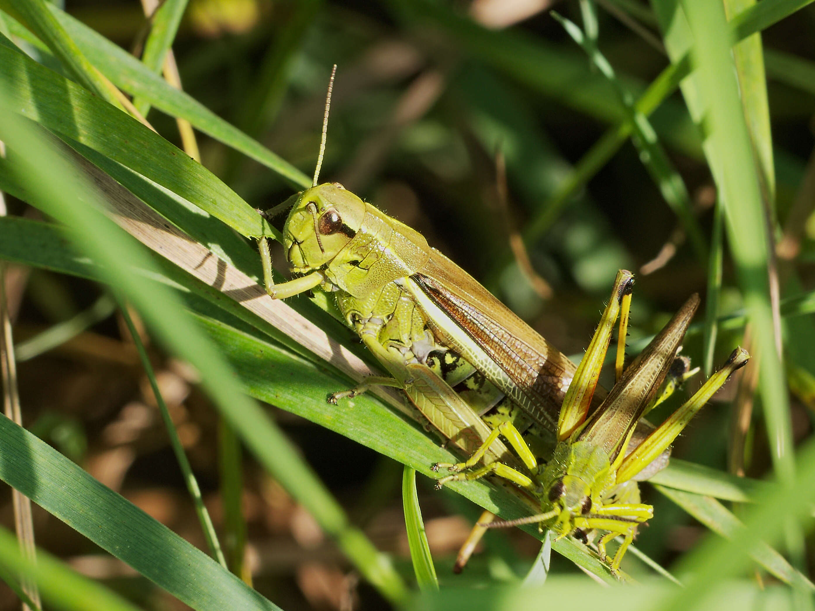 Image of Large marsh grasshopper