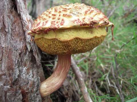 Sivun Boletellus emodensis (Berk.) Singer 1942 kuva