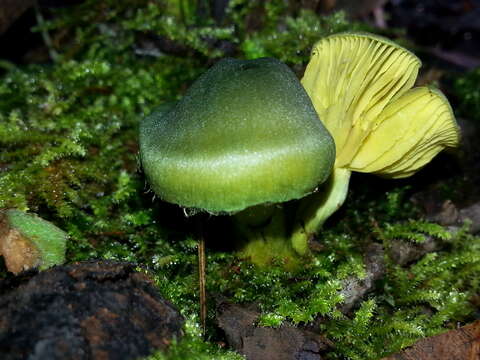 Image of Cortinarius austrovenetus Cleland 1928