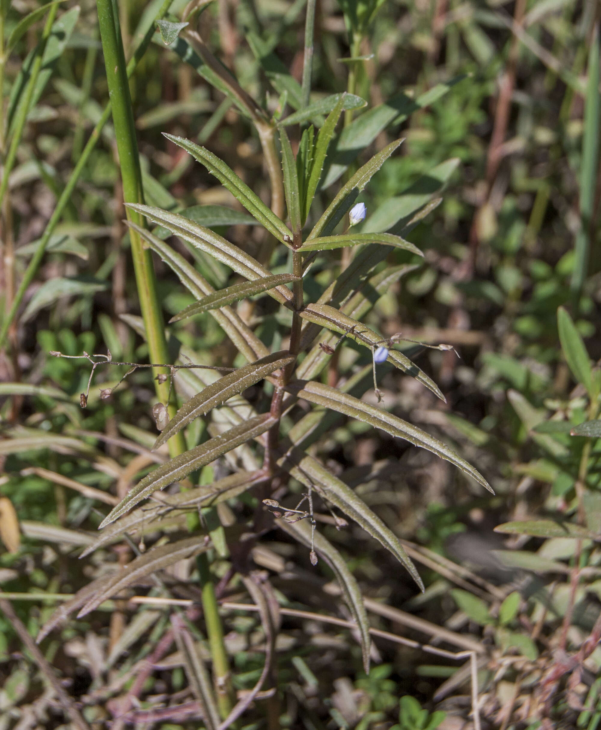 Image of Marsh Speedwell