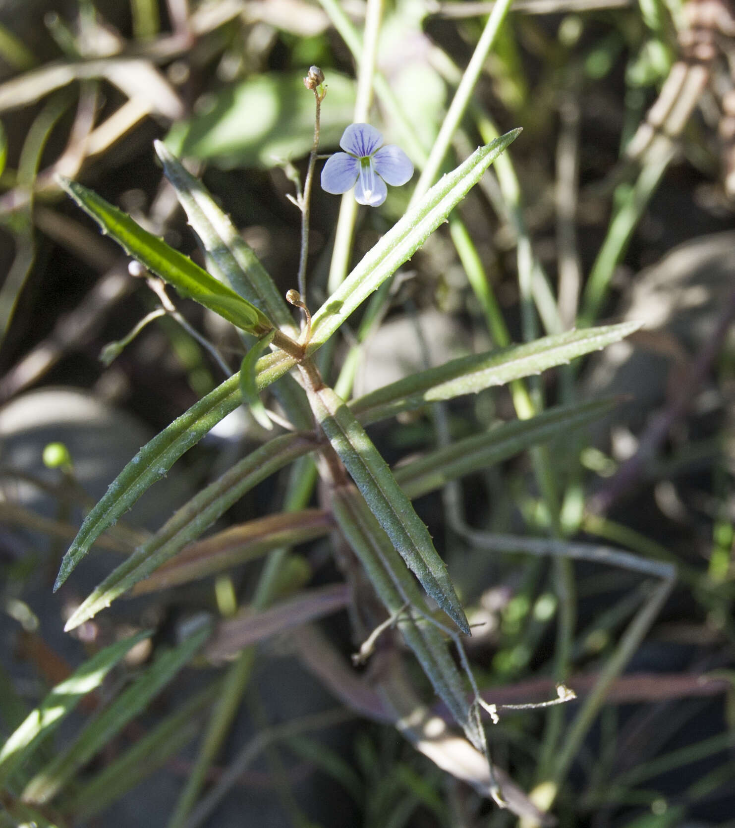 Image of Marsh Speedwell