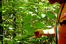 Image de viorne à feuilles d'aulne