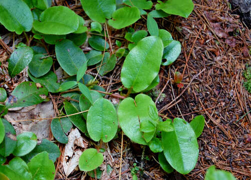 Sivun Epigaea repens L. kuva