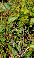 Image of bog goldenrod