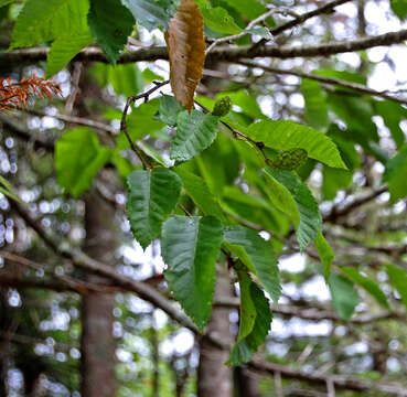 Image of Gray birch