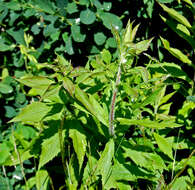 Image of wrinkleleaf goldenrod