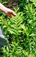 Image of sensitive fern