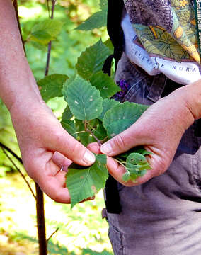 Image of Szechuan white birch