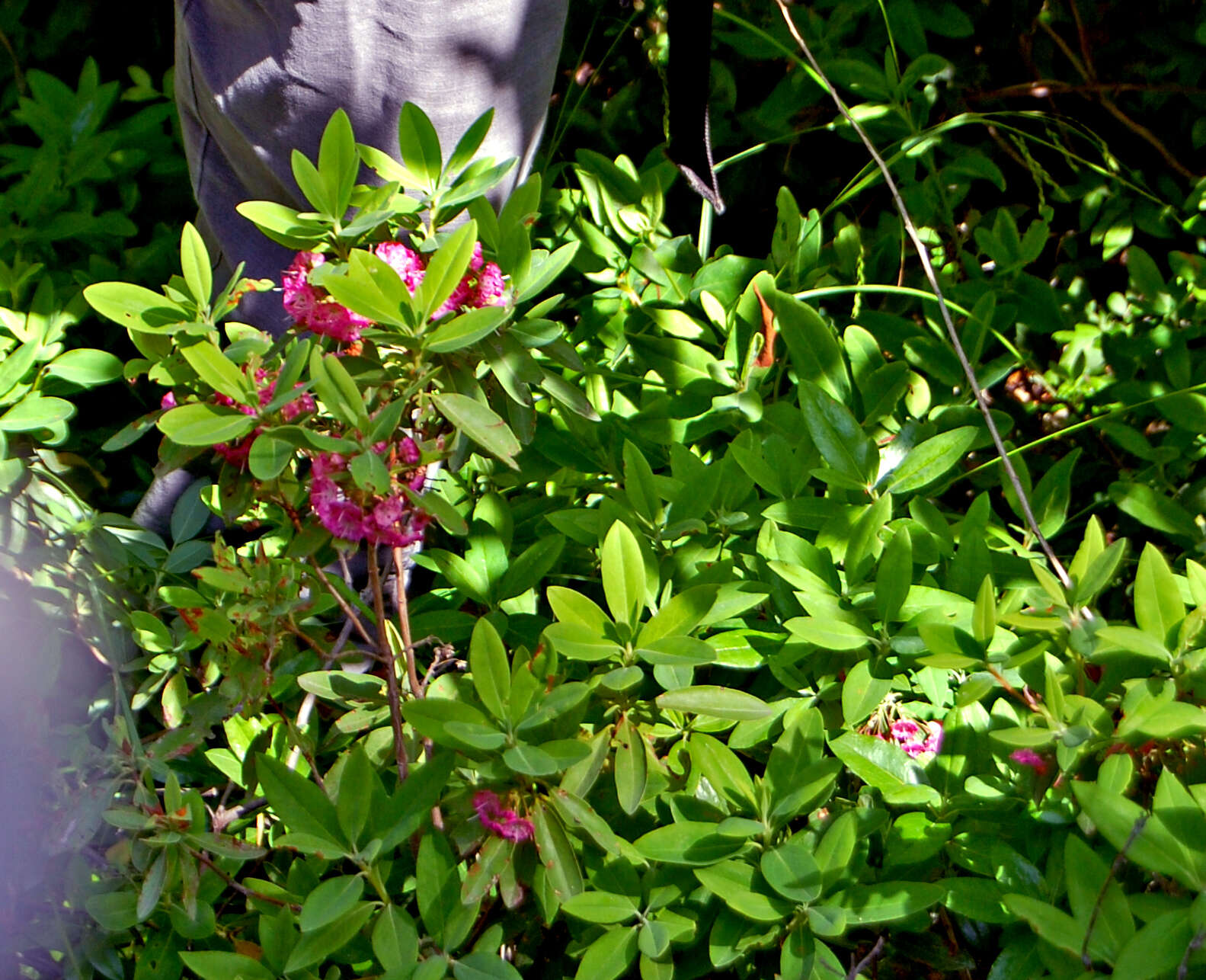 Image of sheep laurel