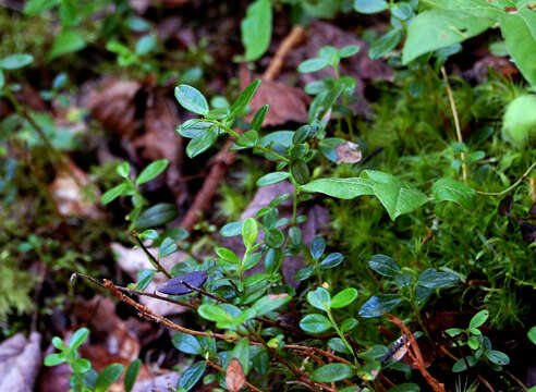 Image of lingonberry