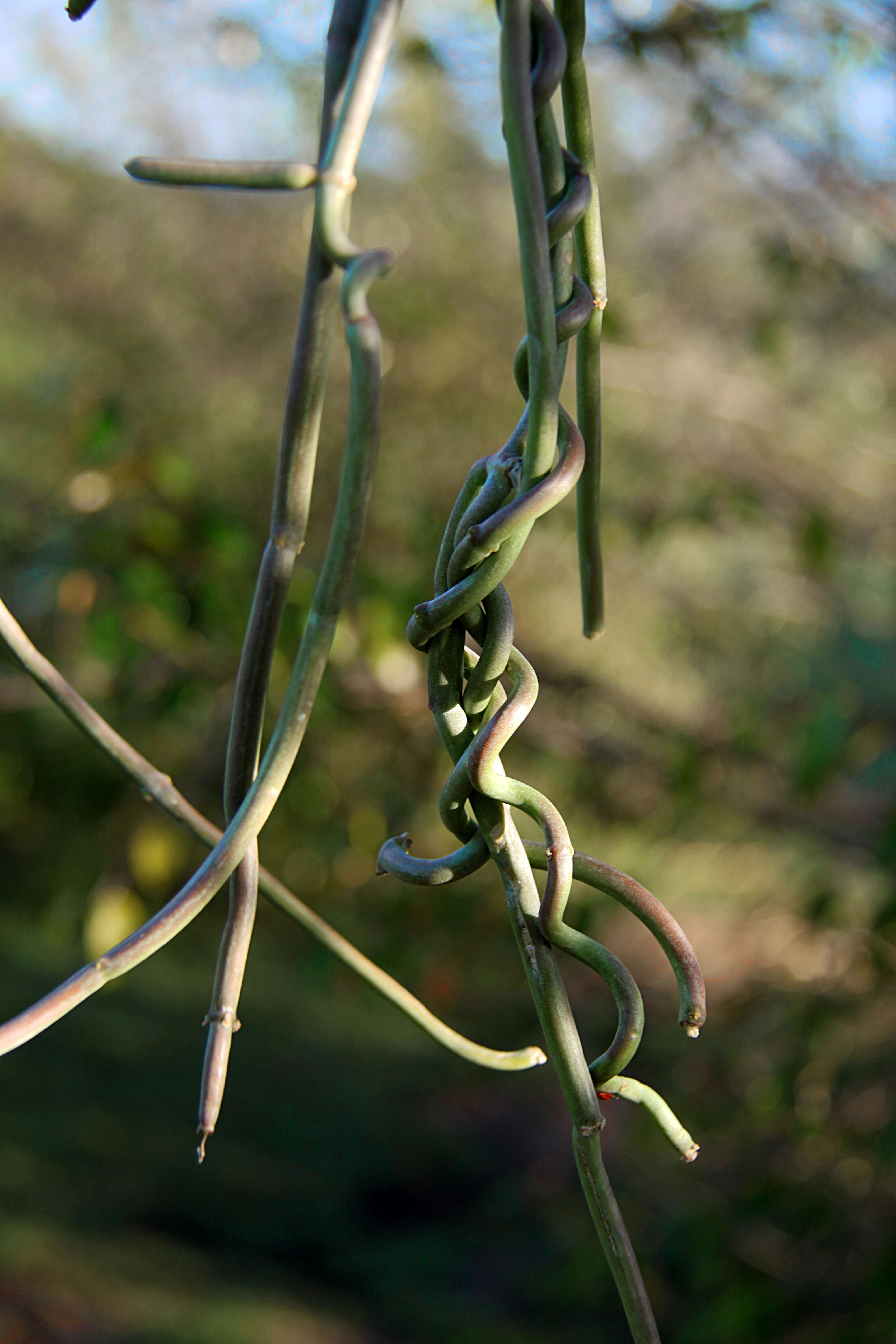 Image of Cynanchum viminale (L.) L.