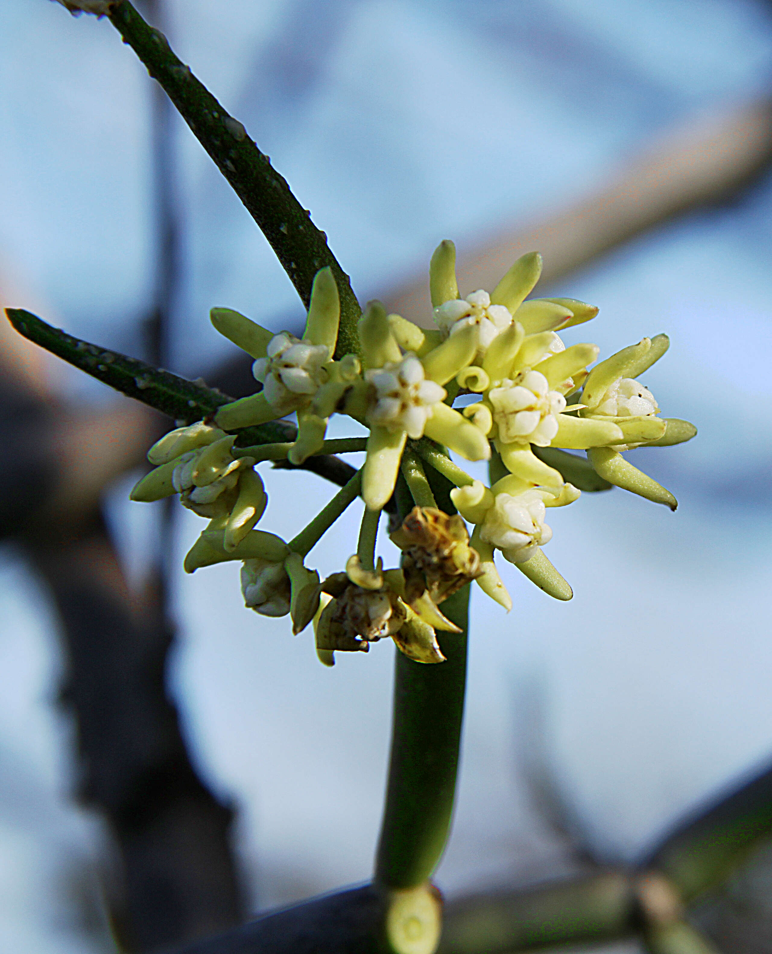 Image of Cynanchum viminale (L.) L.