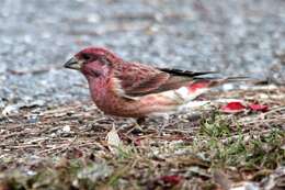 Image of Purple Finch