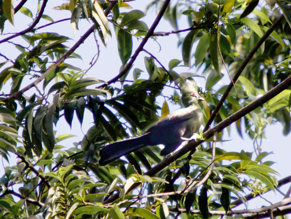 Image of Green Turaco