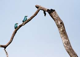 Image of Abyssinian Roller