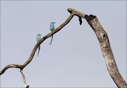 Image of Abyssinian Roller