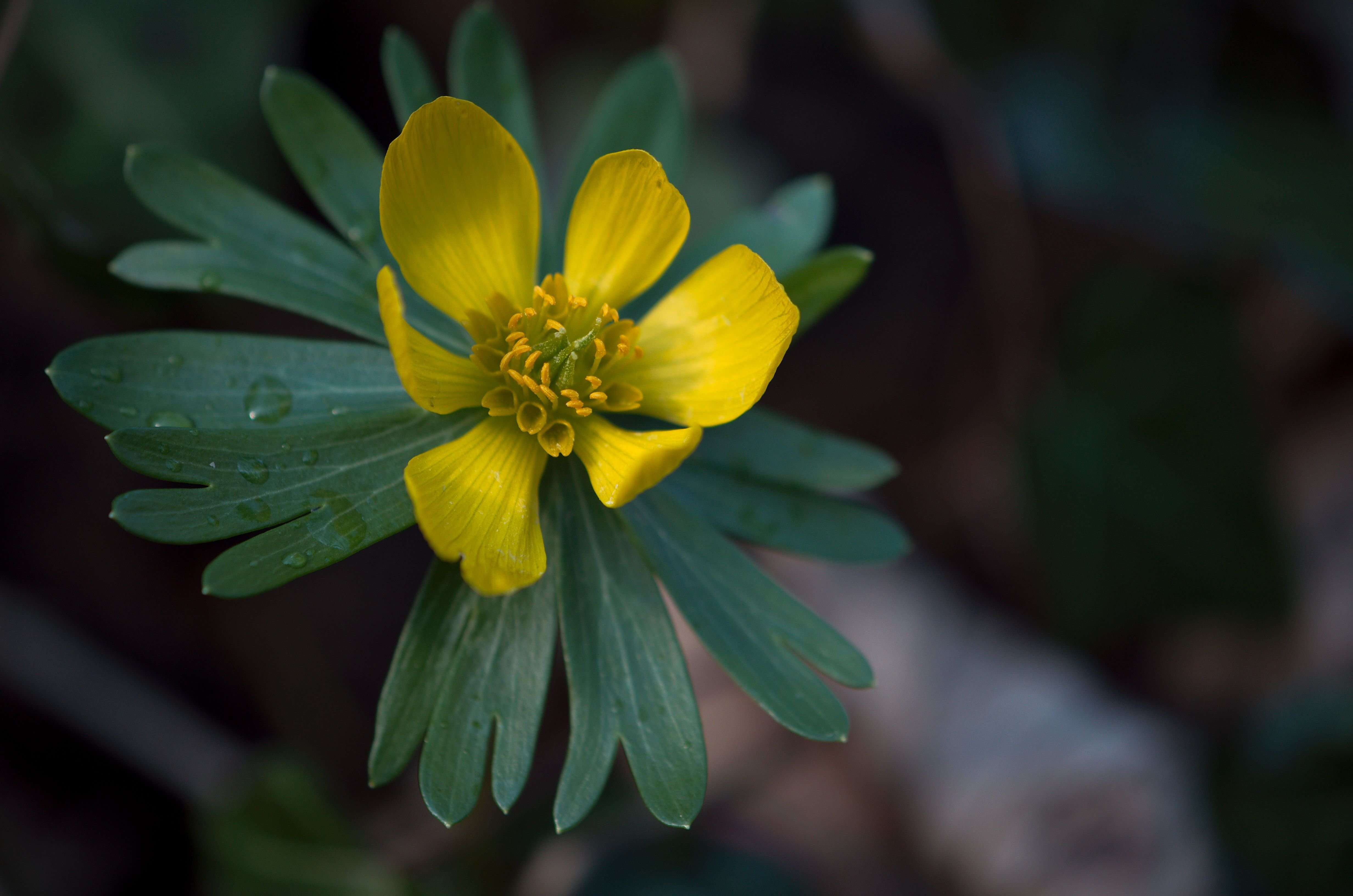 Image of eranthis