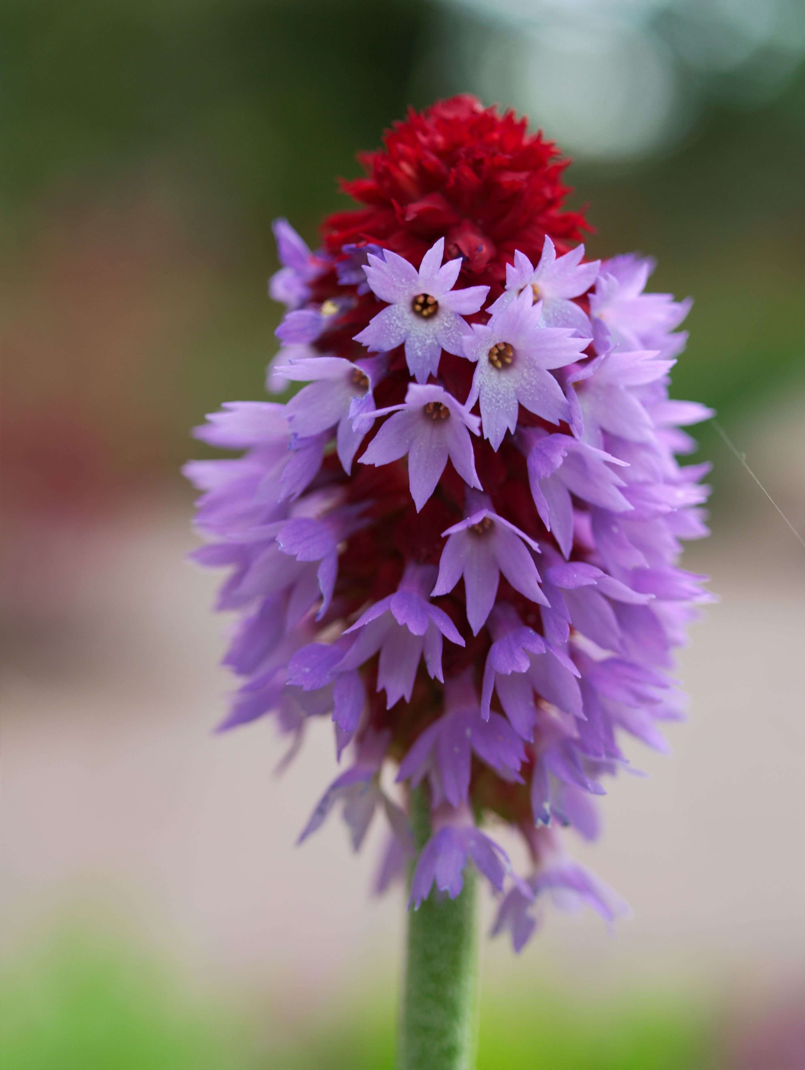 Image of Primula vialii Delavay ex Franch.