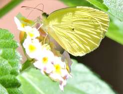 صورة Eurema albula (Cramer (1775))