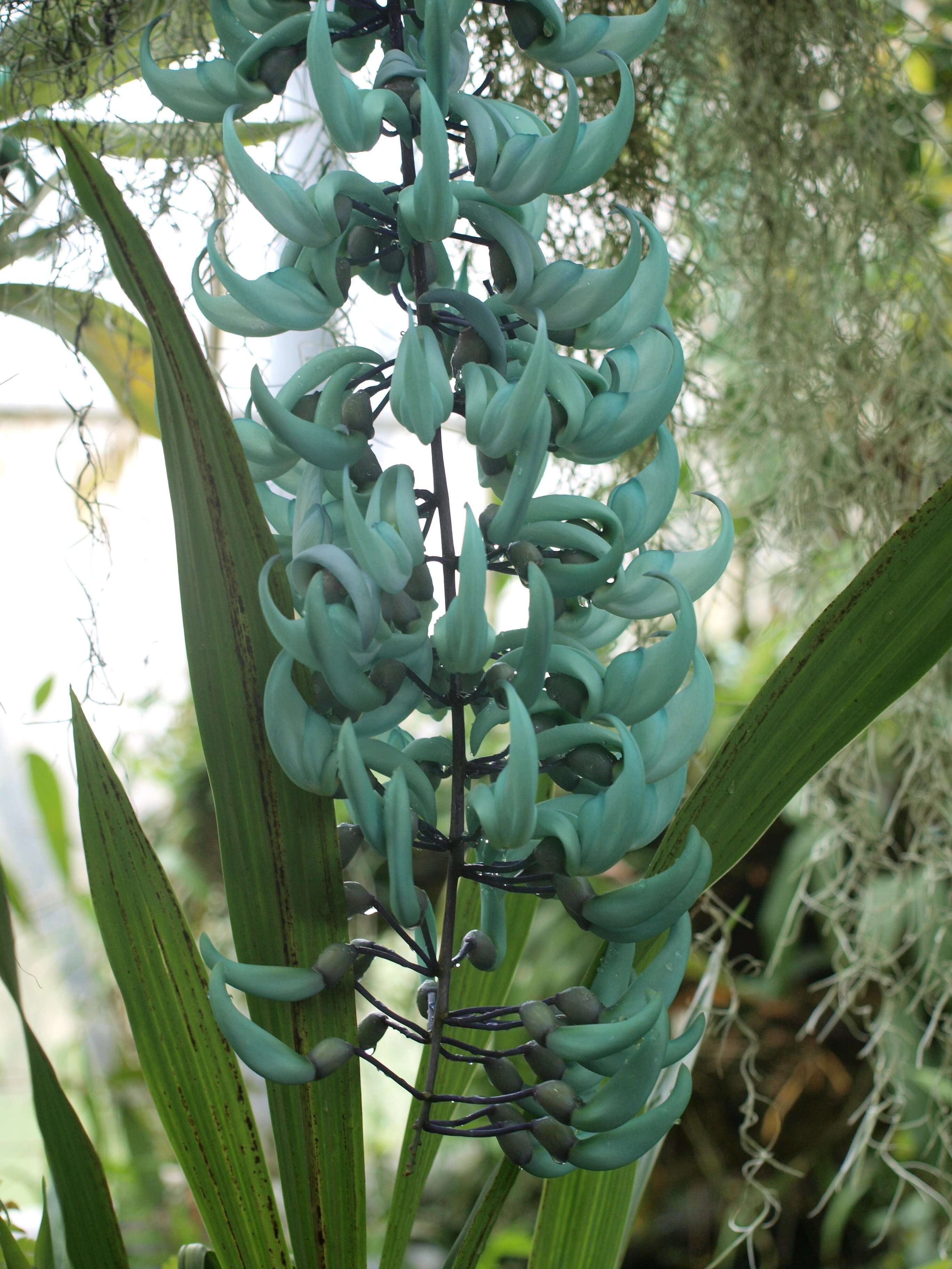 Image of Jade Vine