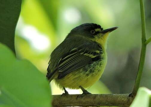 Image of Gray-headed Tody-Flycatcher