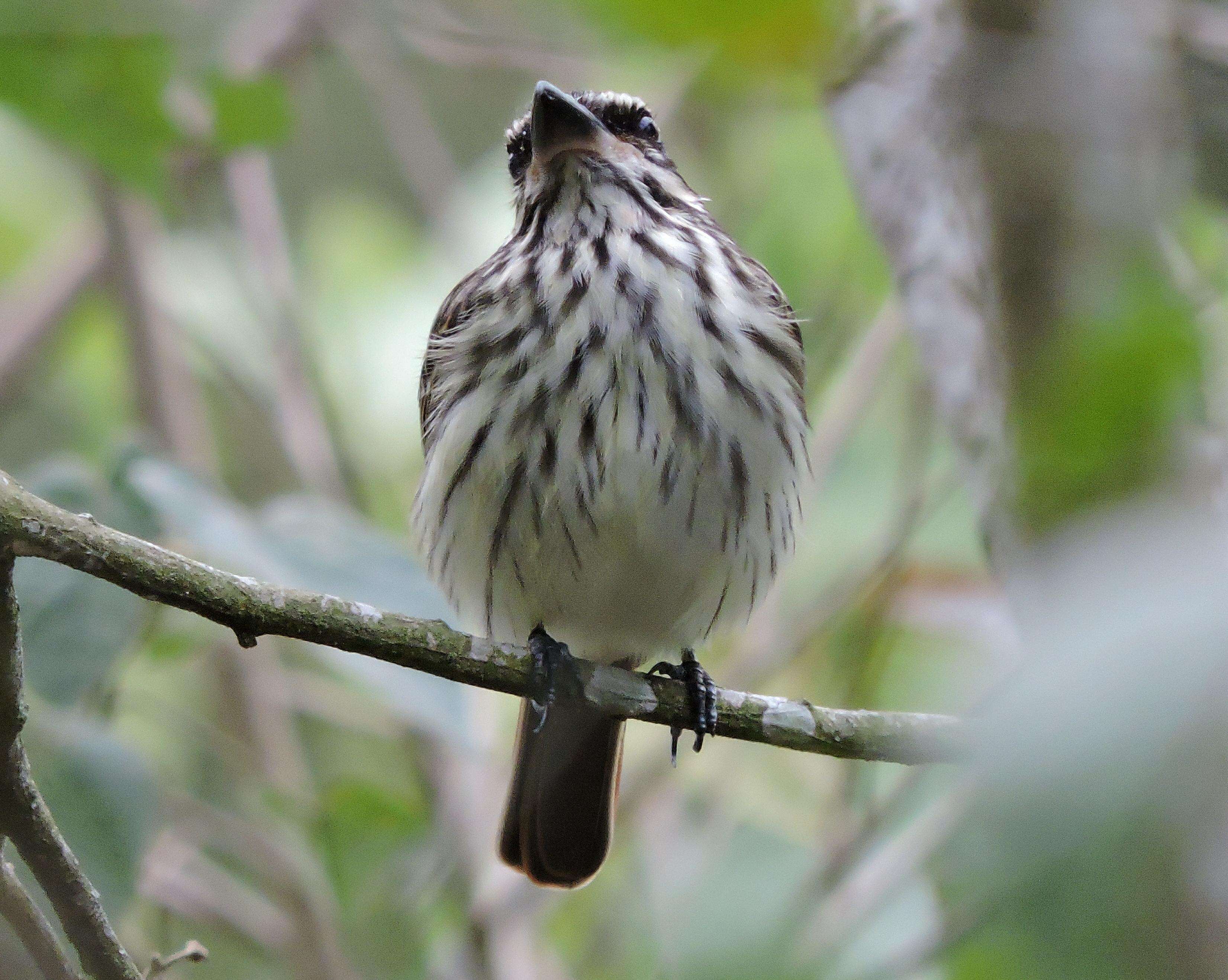 Imagem de Myiodynastes maculatus (Müller & Pls 1776)