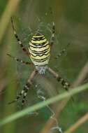 Image of Barbary Spider