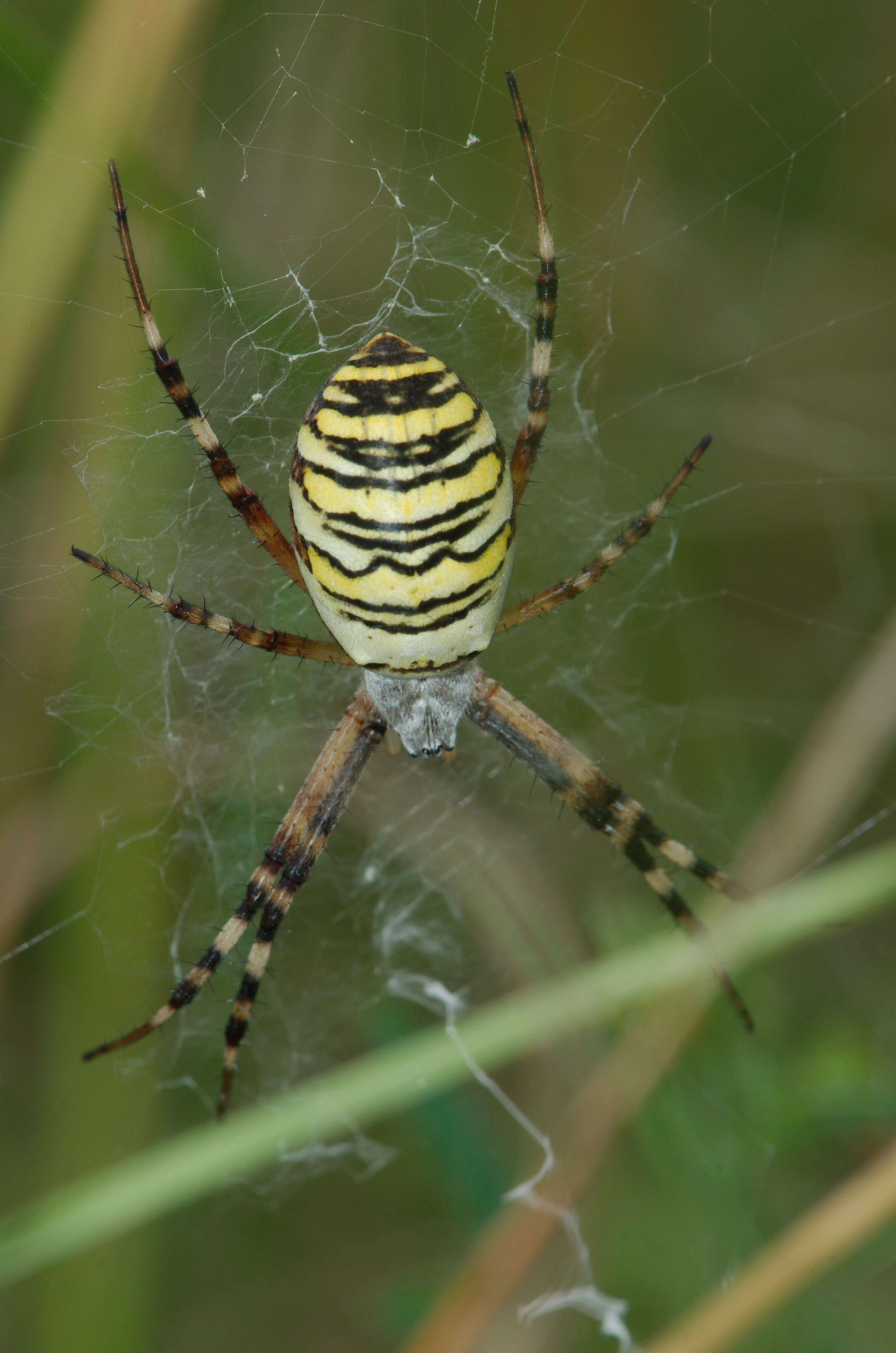 Image of Barbary Spider