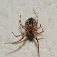 Image of Gray Cross Spider