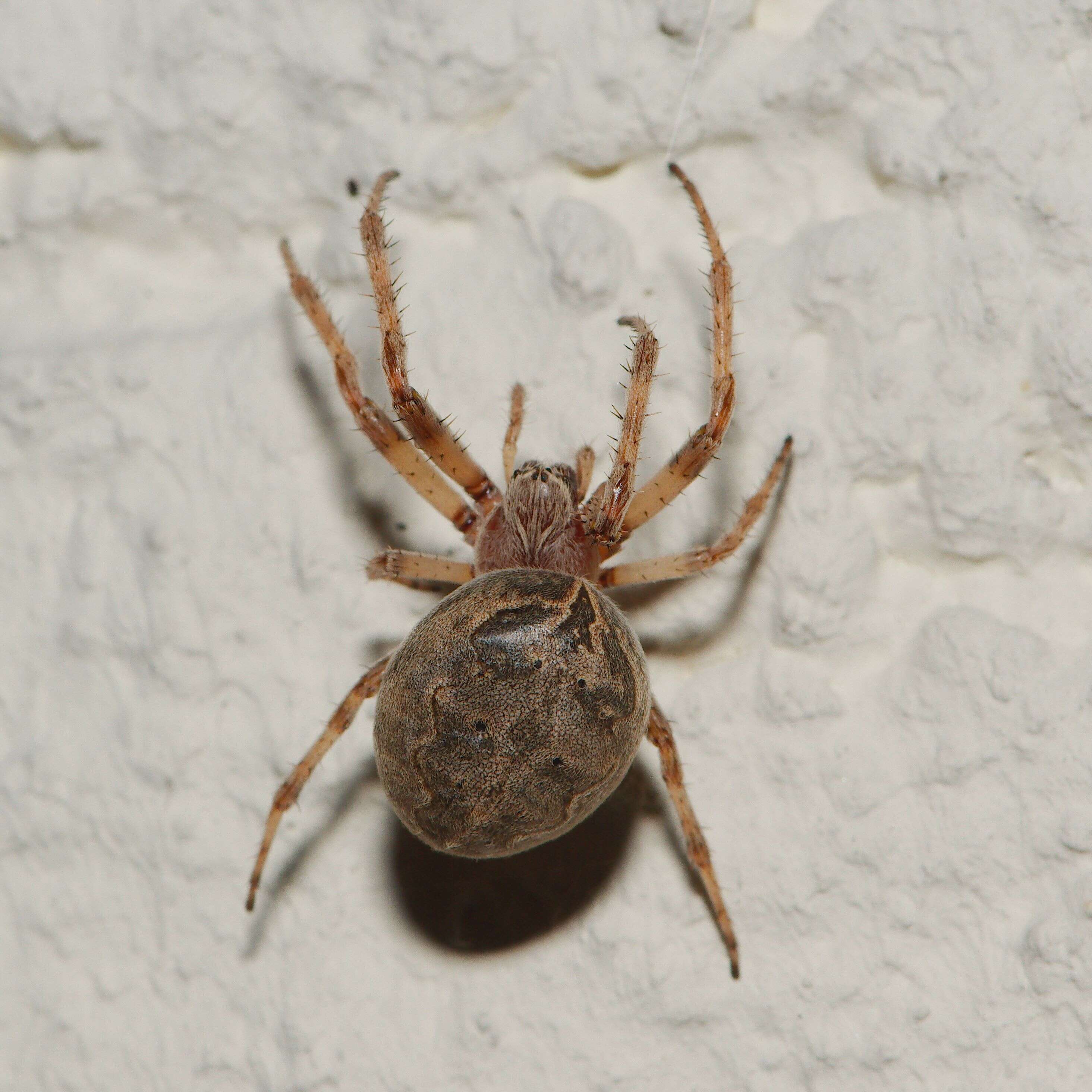 Image of Gray Cross Spider