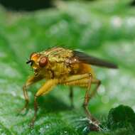 Image of Scathophaga stercoraria (Linnaeus 1758)