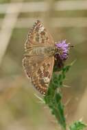 Image of dingy skipper