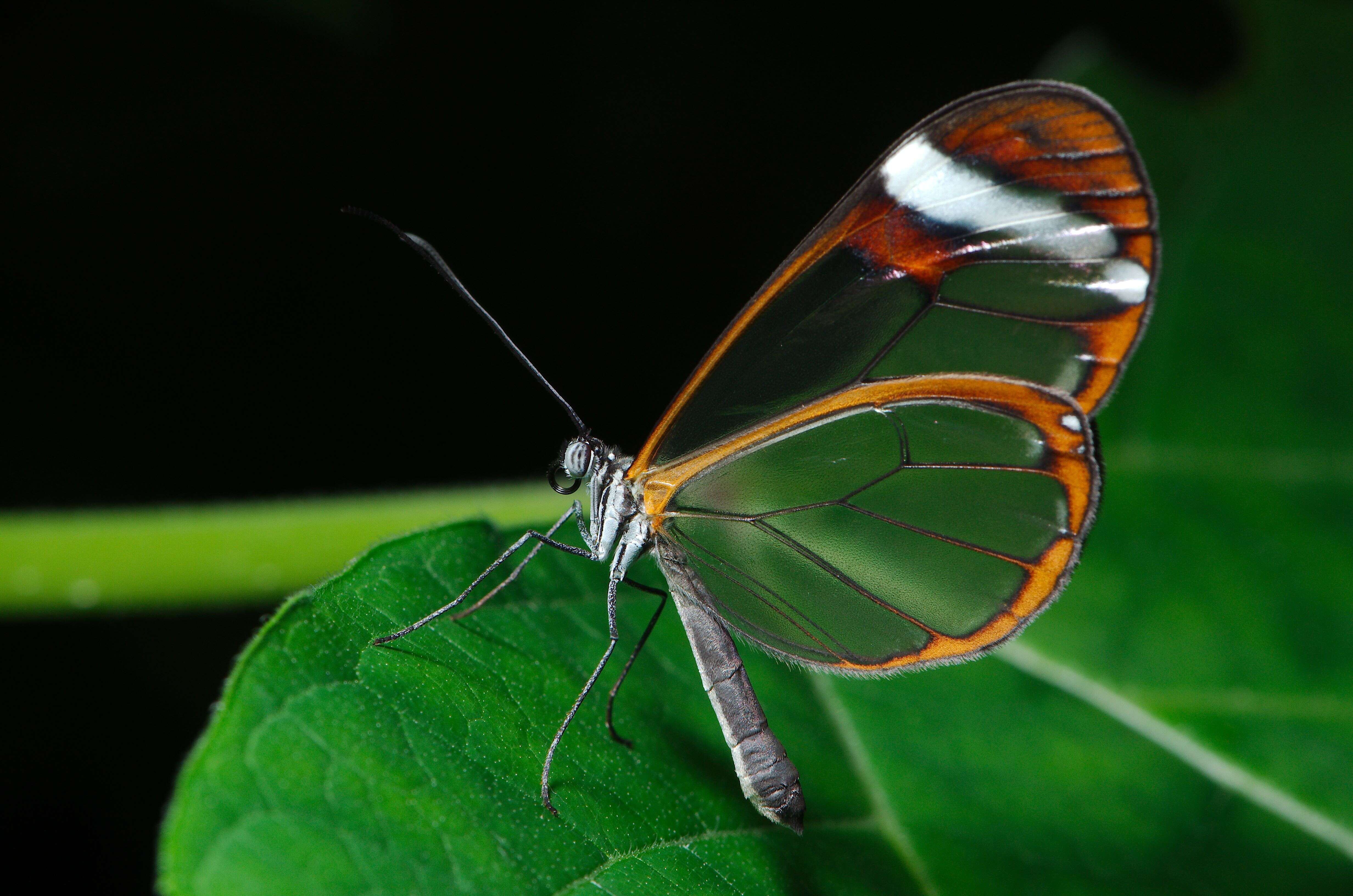 Image of Glass Wing