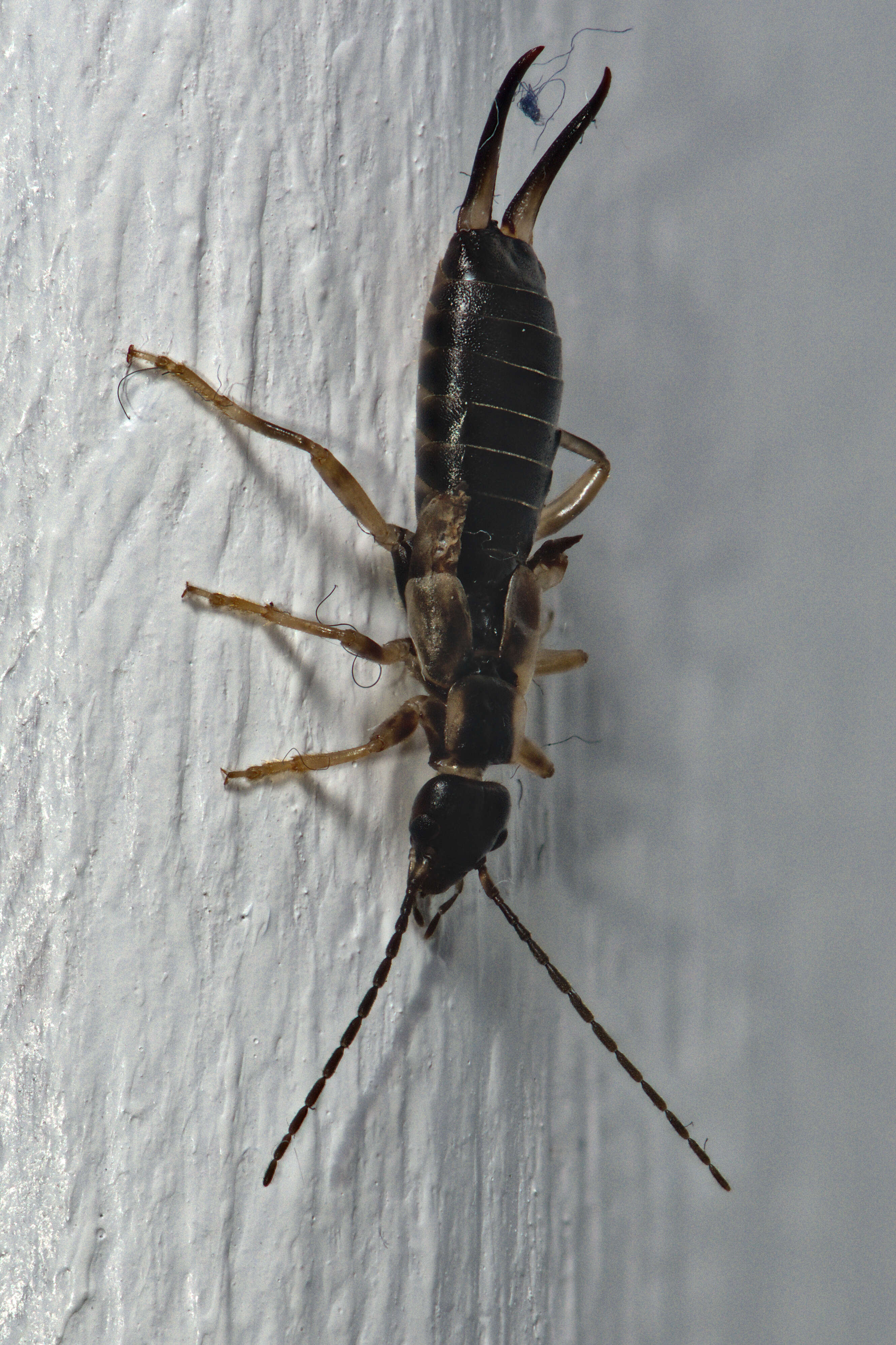 Image of common earwigs