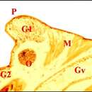 Image of Argyrodes cognatus (Blackwall 1877)