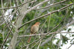 Image of Toxostoma Wagler 1831