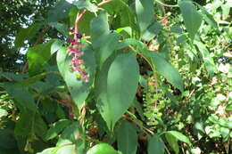 Image of American Nightshade