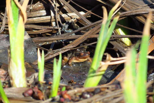 Image of Spring Peeper