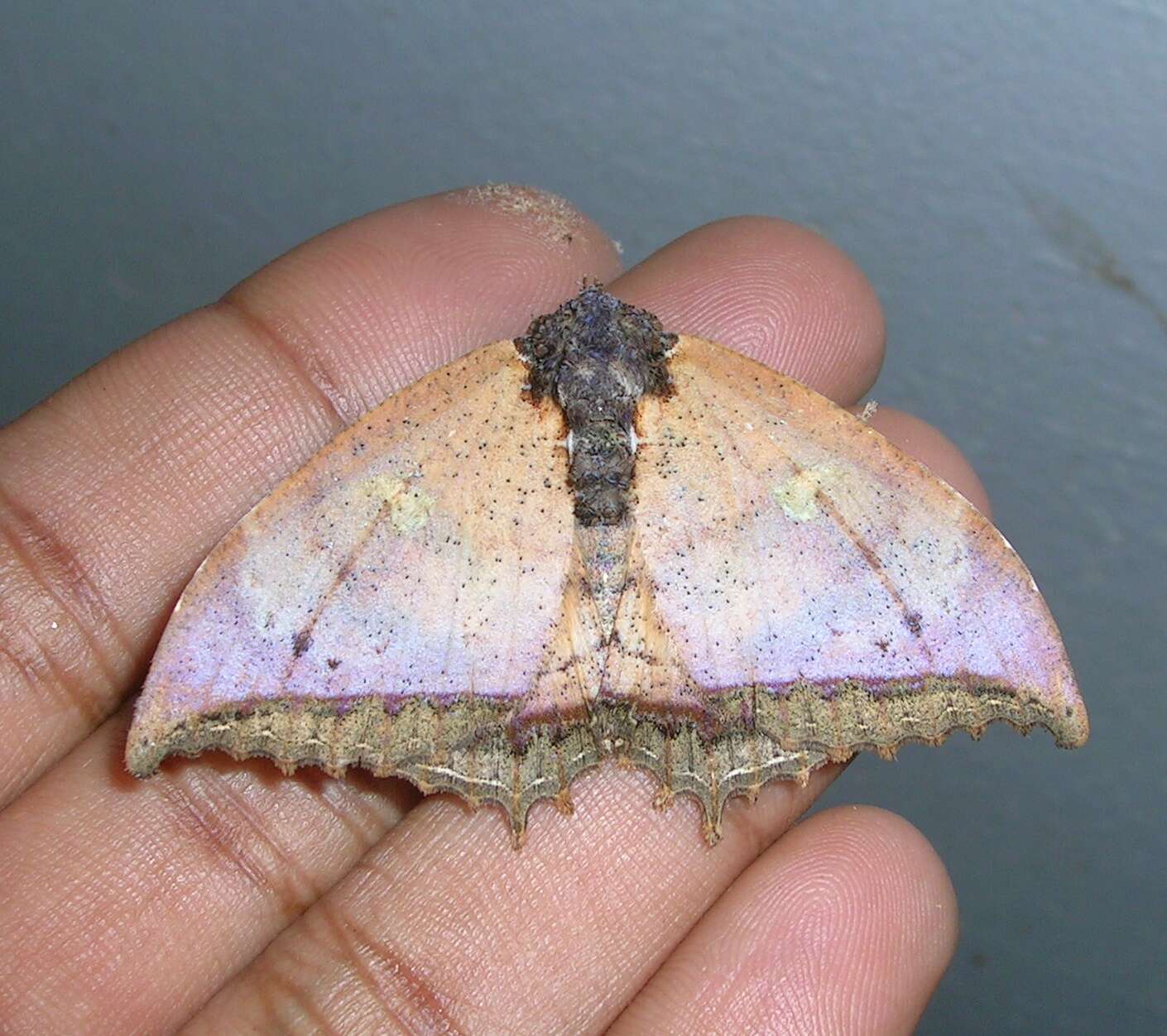 صورة Pterocyclophora pictimargo Hampson 1893