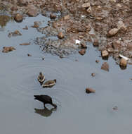 Image de Ibis de Ridgway