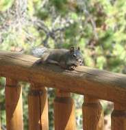 Image of pine squirrel