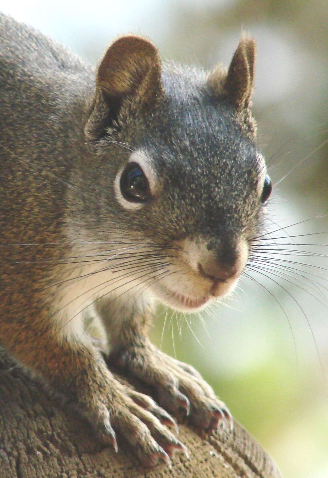 Image of pine squirrel