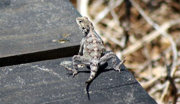 Image of Scortecci's Agama