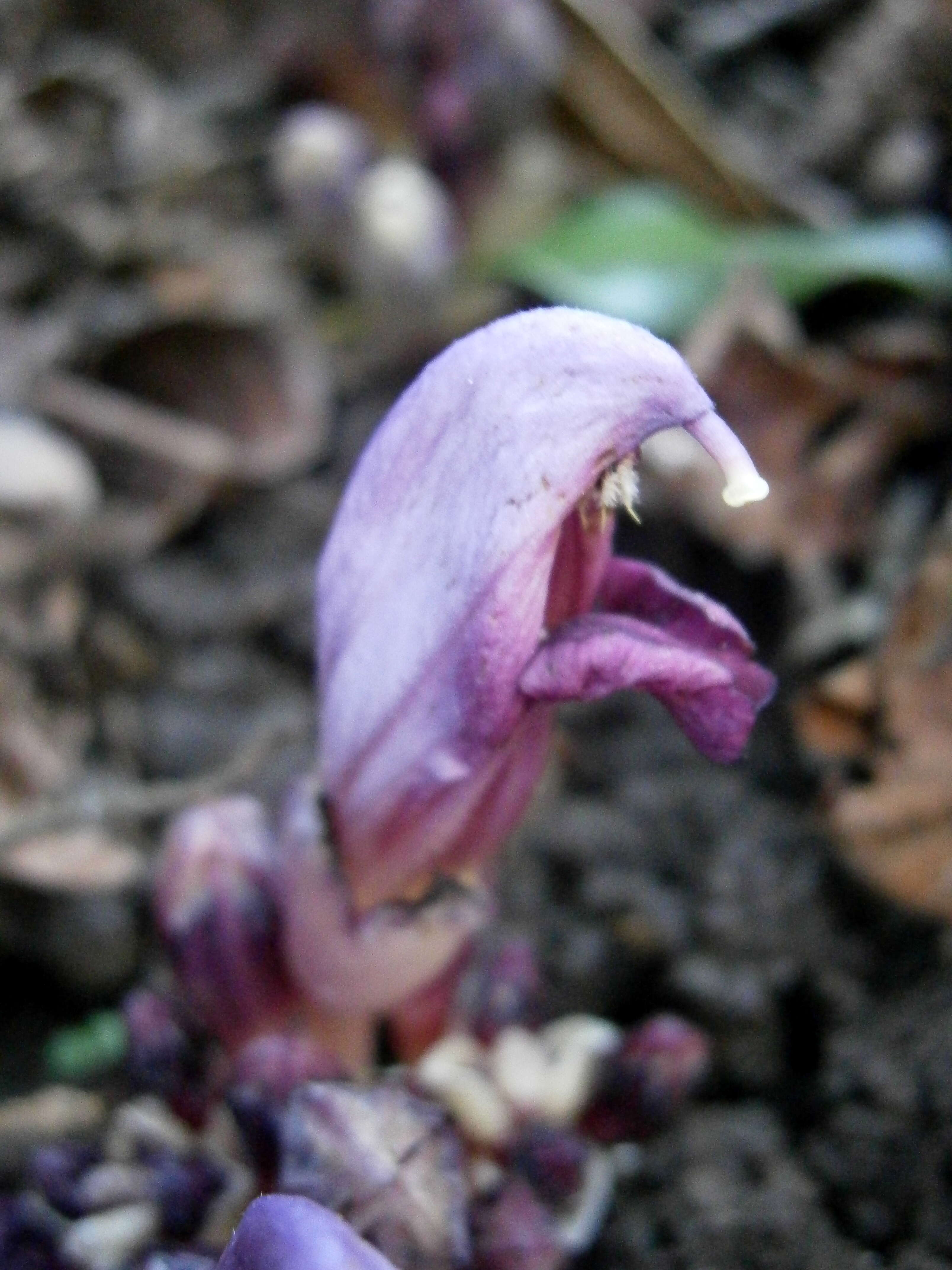 Image of Lathraea clandestina L.