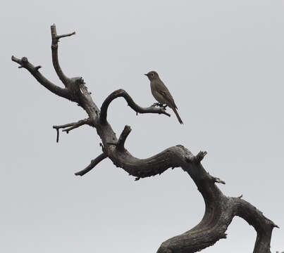 Image of Townsend's Solitaire