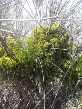 Image of mulberry mistletoe