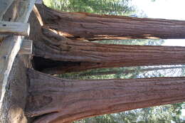 Image of giant sequoia