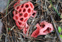 Image of Clathrus crispus