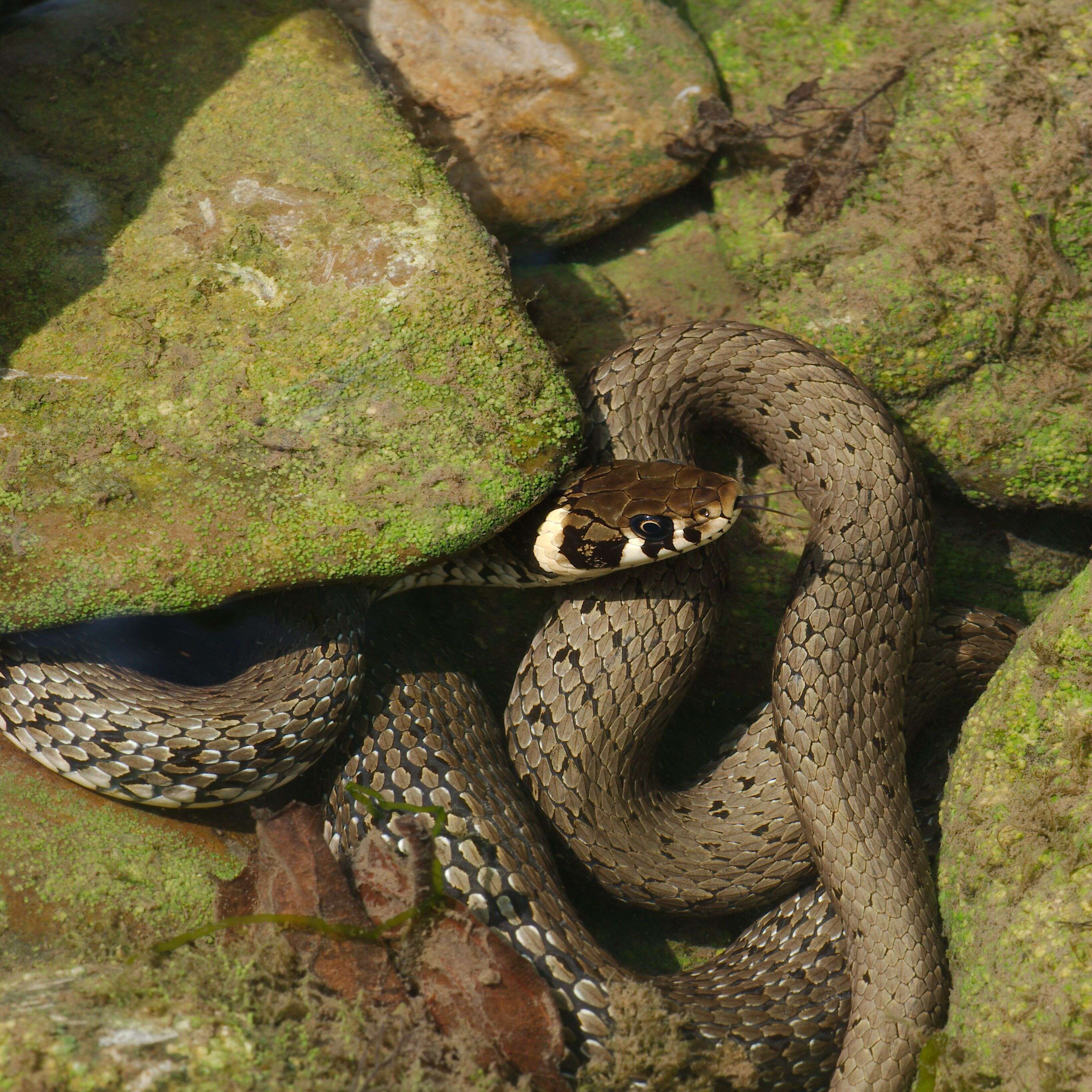 Image of Grass Snake